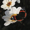 Image of Princess Happy Single Dahlias