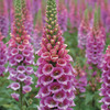 Image of Candy Mountain Foxglove