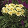 Image of Banana Cream Shasta Daisy