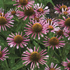 Image of All That Jazz Coneflower