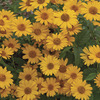 Image of Tuscan Sun Heliopsis