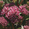 Image of Abbeydore Stonecrop