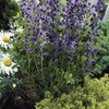 Image of Blue False Indigo