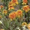 Image of Marmalade Double Coneflower