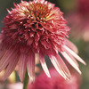 Image of Irresistible Double Coneflower
