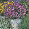Image of Butterfly Kisses Double Coneflower