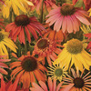 Image of Summer Cocktail Coneflower