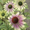 Image of Green Envy Coneflower