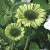 Image of Green Jewel Coneflower