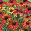 Image of Sundown Coneflower