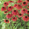 Image of Raspberry Truffle Double Coneflower