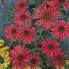 Image of Solar Flare Coneflower
