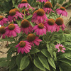 Image of PowWow Wild Berry Coneflower