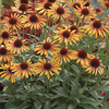 Image of Flame Thrower Coneflower
