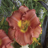 Image of Scottish Fantasy Daylily
