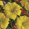 Image of Alpha Centurai Daylily