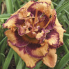 Image of Exploded Pumpkin Daylily