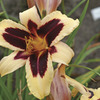 Image of Wild Horses Daylily