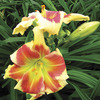 Image of Tropical Passion Daylily