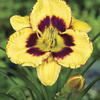 Image of Calico Jack Daylily