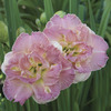 Image of Lacy Doily Daylily