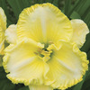 Image of First Knight Daylily