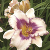 Image of Blueberry Sundae Daylily