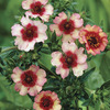 Image of Light My Fire Potentilla