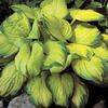 Image of Stained Glass Hosta