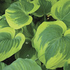Image of Broad Band Hosta