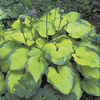 Image of Old Glory Hosta