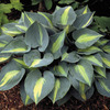 Image of Touch of Class Hosta