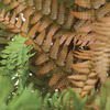 Image of Autumn Brilliance Fern
