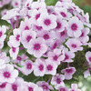 Image of Swizzle Hardy Garden Phlox