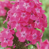 Image of Watermelon Punch Hardy Garden Phlox