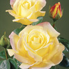Image of Rugelda Rose