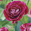 Image of Cuthbert Grant Rose