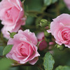 Image of Bonica Rose