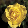 Image of Sunsprite Rose