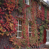 Image of Virginia Creeper