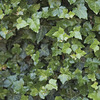 Image of Hardy English Ivy