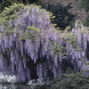 Image of Floribunda Wisteria