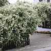 Image of Silver Lace Vine