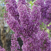 Image of Bloomerang Lilac
