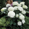 Image of Incrediball Hydrangea