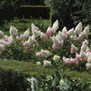 Image of Pinky Winky Hydrangea