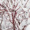 Image of Arctic Fire Dogwood