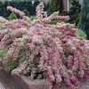 Image of Variegated Weigela