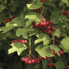 Image of High Bush Cranberry