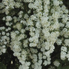 Image of Bridal Wreath Spirea